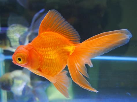 金魚 顏色